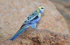 Pale-headed Rosella